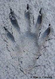 Raccoon right hind track in mud. Animal Tracks Raccoon Procyon Lotor