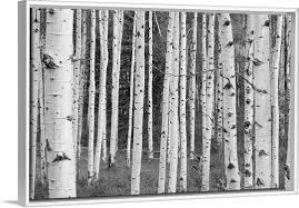 Black And White Aspen Tree Pictures Quaking Aspen Tree Trunks In A Woodland In 2020 Woodland Wall Art Aspen Trees Tree Art