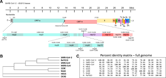 Soumya swaminathan also voiced disappointment in the failure of curevac's vaccine candidate in a trial to. Decoding Covid 19 With The Sars Cov 2 Genome Springerlink