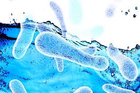 It's caused by the bacterium legionella pneumophila found in both potable and nonpotable water each year, an estimated 56,000 to 113,000 people are infected with the legionella bacteria in the. News Blr Com App Uploads Sites 2 2019 04 Legion