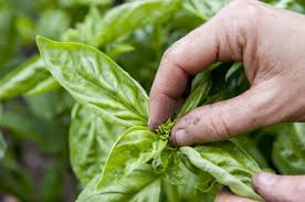 8 Astuces Pour Recolter Et Conserver Le Basilic Comment Conserver Le Basilic Jardinage En Pots Basilic