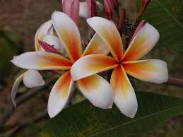 Star Dust Rare 5 Seeds Plumeria Flowers Love Flowers Pretty Flowers