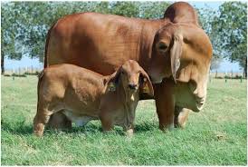 Field observations on breed differences in cattle and sheep behavior. What Is A Brahman Bull
