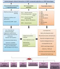 Hutchinson Gilford Progeria Syndrome Through The Lens Of Transcription Prokocimer 2013 Aging Cell Wiley Online Library