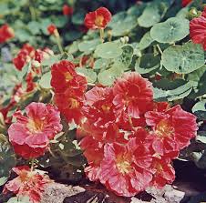 Image result for Tropaeolaceae