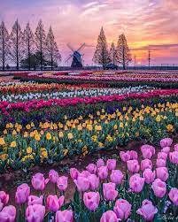 the 10 best today on twitter tulip fields netherlands tulip fields nature photography