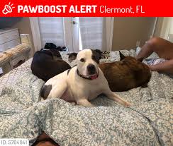 We were on every lost pet network who spread the word and when i would feel there was nothing else we could do theyd give more suggestions. Update Reunited Blueberry Is Orlando Fl Lost Dogs Cats Pets Facebook