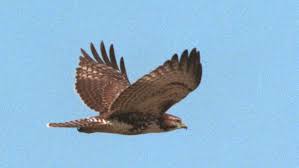 Eagle is a common name for some members of the bird. Birds Of Prey Are Noisy And In Abundance In Metro Atlanta