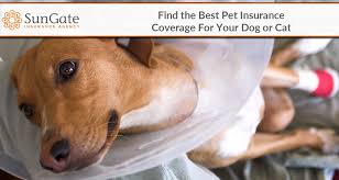 Find the best pet insurance to cover unexpected accidents and illnesses for your pet by utilizing hours of research by our team. Best Pet Insurance Coverage Orlando Fl Lake Mary Heathrow Longwood