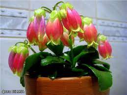 Kalanchoe Magic Bells Indoor Plants Plants Succulents