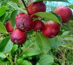 Cherry Guava Psidium Cattleianum Tropical Fruit Tree Live Potted 10 Strawberry Guava Guava Plant Fruit Trees