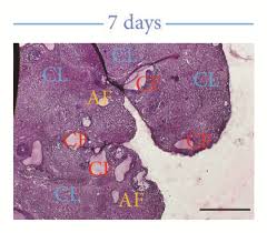 Image result for Phyllanthus muellerianus