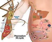 Malaria is caused by plasmodium parasites. Plasmodium Malariae Wikipedia