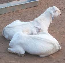 The breed is mostly found between. Sojat Goat By Alnoor Goat Farm Sojat Goat From Raigad Maharashtra India Id 1500209