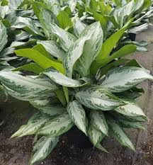 The aglaonema silver bay is just one of many varieties of aglaonema plants. Aglaonema Silver Bay 10 Pot Etsy