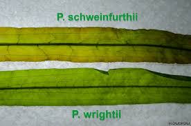 Image result for Potamogeton schweinfurthii