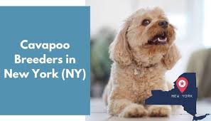 Find out who you should be buying from and what to avoid at all costs. 16 Cavapoo Breeders In New York Ny Cavapoo Puppies For Sale Animalfate