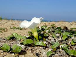 Image result for Ipomoea stolonifera