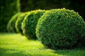Amend soils with organic matter or plant on a berm to improve drainage. Buxus Green Velvet Boxwood