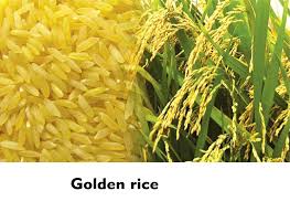 Golden rice is still not ready for the market, but we find little support for the common claim that environmental activists are responsible for first conceived in the 1980s and a focus of research since 1992, golden rice has been a lightning rod in the battle over genetically modified crops. What Is Golden Rice Class 12 Biology Cbse