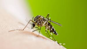 Tim schroeder · single · 2015 · 5 songs. Tigermucke In Spanien Ubertragt Chikungunya Virus