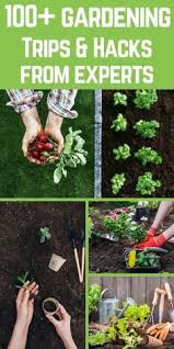 Expert gardener potting soil 25l. Danille Jomo Theexoticcreolelady Profile Pinterest