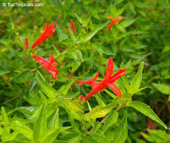 Image result for Anisacanthus