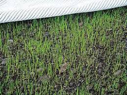 Sow from march to early october. Overseeding Chitting And Sheeting Pitchcare