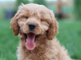 Image result for invalid dog wheelset