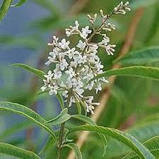 Image result for Aloysia citrodora
