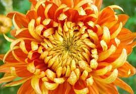Top 10 Easy Perennial Plants To Grow From Seed Chrysanthemum Flower Seeds Chrysanthemum Plant Chrysanthemum Flower