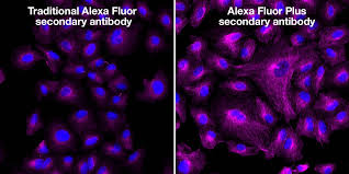 Alexa Fluor Plus Secondary Antibodies Thermo Fisher