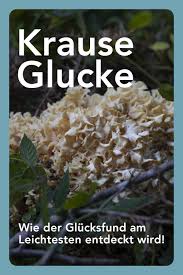 Krause Glucke Oder Fette Henne Eine Delikatesse Des Herbstwalds Rezept Krause Glucke Rezepte Mit Pilzen Essbare Pilze