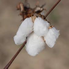 Image result for Gossypium barbadense