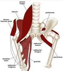 The thorax is anatomical structure supported by a skeletal framework (thoracic cage) and contains costovertebral joint is between the head of a typical rib and two vertebrae to form extends from the inferior surface of the lower ribs, near the angle of the rib to the. Back And Hip Pain In Athletes Part 1 How The Spine Hip And Pelvic Floor Interacts Rothman Orthopaedic Institute