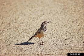 How well does it match the trope? Cactus Wren Campylorhynchus Brunneicapillus Natureworks