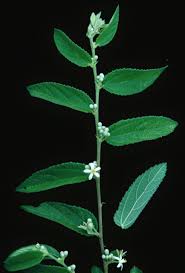 Image result for Grewia holstii