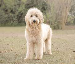 Carter F1 Large Apricot Jpg 1 500 1 292 Pixels Goldendoodle English Goldendoodle Teddy Bear Pictures
