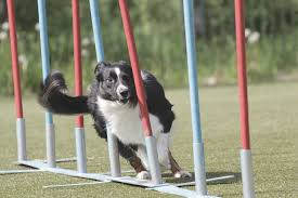 Check spelling or type a new query. Agility Training Interesting Articles About Agility Today Aginotes