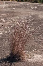 Image result for Andropterum