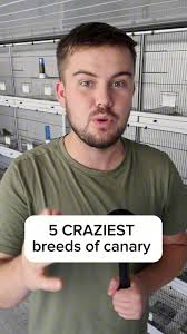 Which breed is your favourite? 🐥