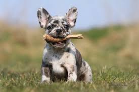 Superbe frenchie lilas et fabuleux english bulldog ''choco merle & blue merle''. Blue Merle Franzosische Bulldogge Ii Foto Bild Tiere Haustiere Hunde Bilder Auf Fotocommunity
