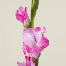 How To Care For Gladiolus Gladiolus Flower Gladiolus Flower Spike