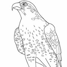 Birds Of Prey Coloring Pages Bird Coloring Pages Horse Coloring Pages Animal Coloring Pages