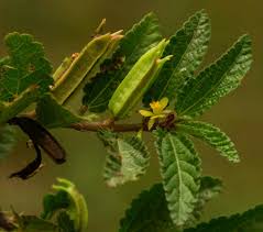 Image result for Corchorus aestuans