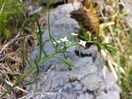 Image result for Thesium megalocarpum