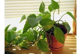 The Differences Between Golden Pothos And Heartleaf Philodendron Hunker Hanging Plants Indoor Plants Indoor Plants