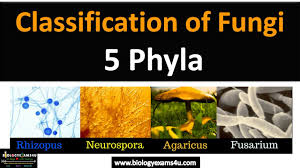Image result for Phyla