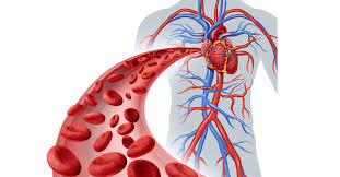 طرق زيادة كريات الدم الحمراء: تعرف عليها - ويب طب