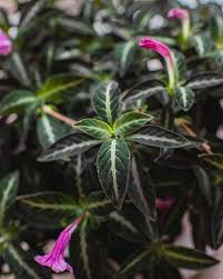 Image result for Ruellia makoyana